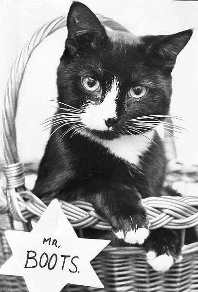 Mr Boots the cat in his basket as part of the cast of Colette at the Sunderland Empire