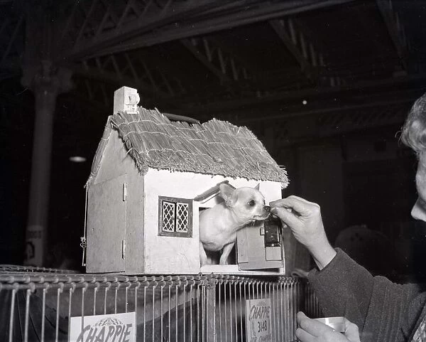 Mr Butter Ball the chihuahua seen here in the dog house at the 1956 Crufts dog show