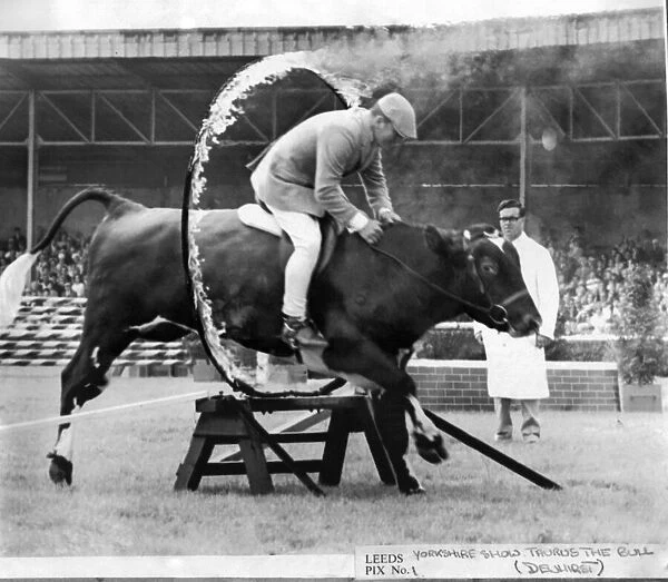 Mr. Colin Newloved rides his bull Taurus through. A hoop of fire at a display in the main