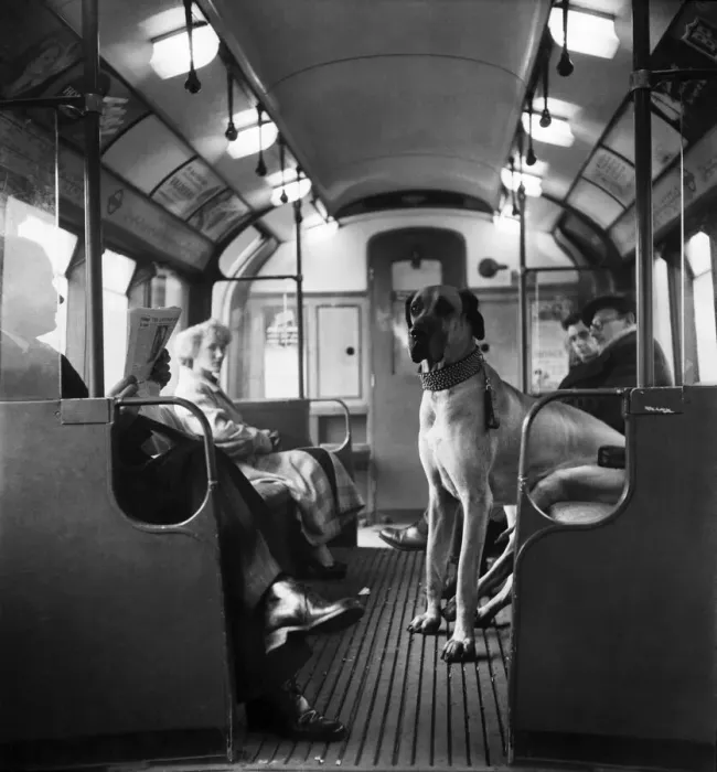 Framed Print : Mr G George and his dog Bruce the Great Dane sitting on the tube with travellers in Framed Print : Mr G George and his dog Bruce the Great Dane sitting on the tube with travellers in