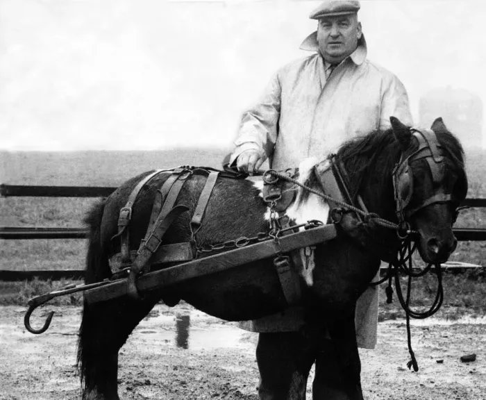 Framed Print : Mr. Harry Butters with one of the pit ponies he trains to work in the mines Framed Print : Mr. Harry Butters with one of the pit ponies he trains to work in the mines