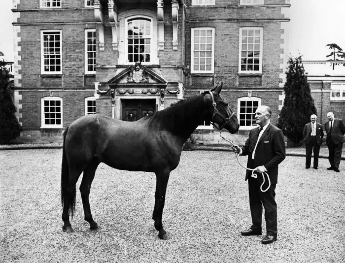 Framed Print : Mr. Noel Simpson with Old Cardy, harness racer Cardigan. June 1969
