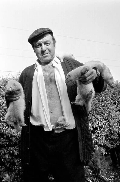 Mr Robinson pictured with his pet Ferrets. May 1975