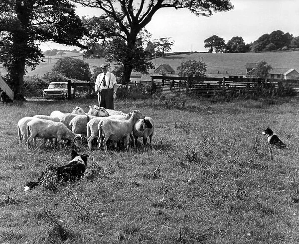 Mr Tom Cornelius, of The Shally, Ogmore-by-sea, practices at Alps Farm, Wenvoe
