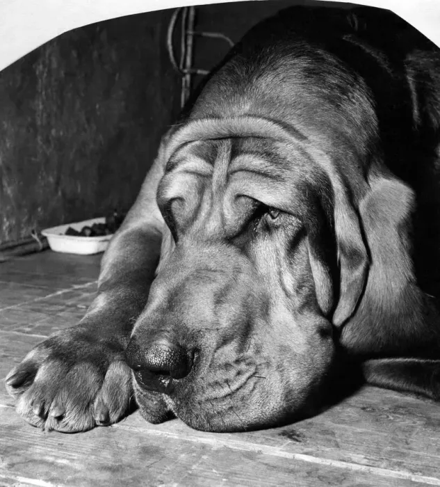 Framed Print : Mr. W. A. Ords Barsheen Mighty, a bloodhound gloomily awaits the judges Framed Print : Mr. W. A. Ords Barsheen Mighty, a bloodhound gloomily awaits the judges