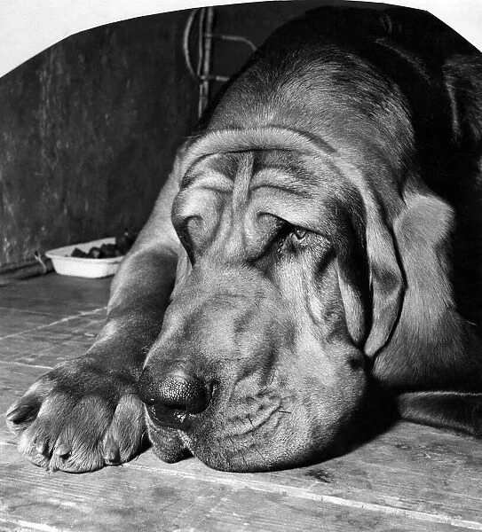 Mr. W. A. Ords Barsheen Mighty, a bloodhound gloomily awaits the judges at