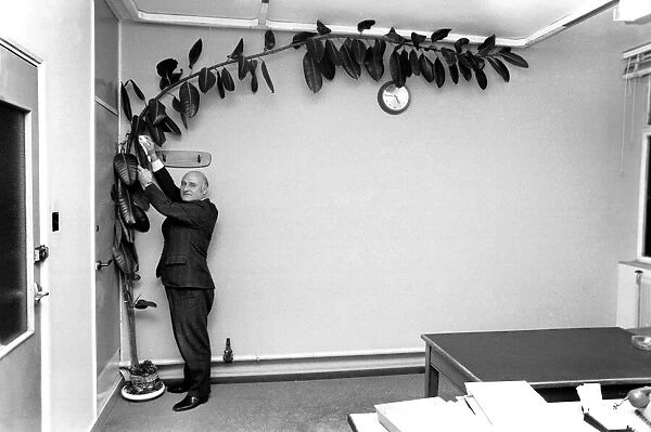 Mr. Wilf Berrill and Giant Rubber Tree Plant (Unusual). January 1975 75-00331-002