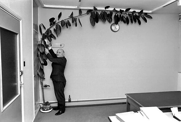 Mr. Wilf Berrill and Giant Rubber Tree Plant (Unusual). January 1975 75-00331-001