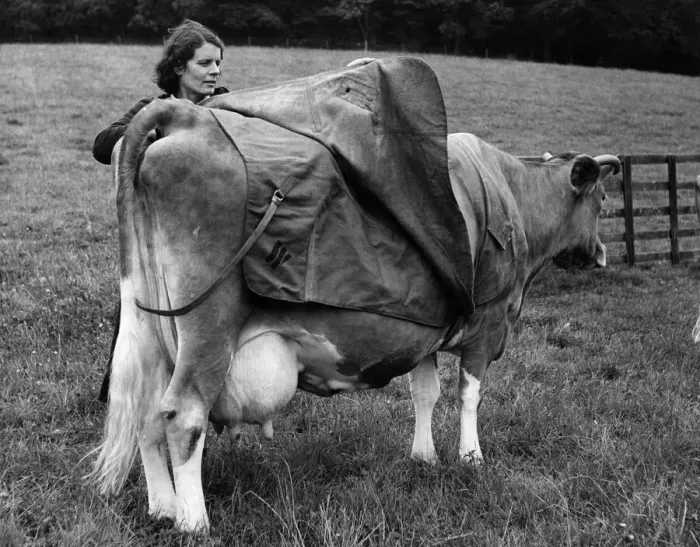 Framed Print : Mrs B. Woodland placing a coat on her cow. October 1951 P011908 Framed Print : Mrs B. Woodland placing a coat on her cow. October 1951 P011908