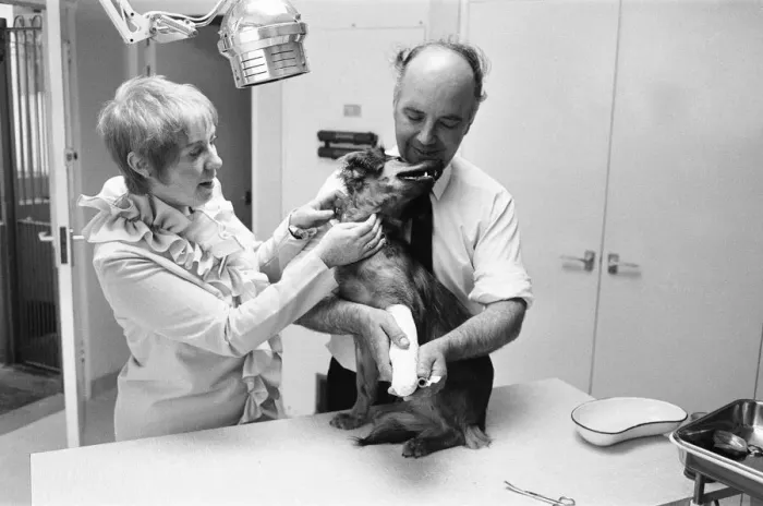 Framed Print : Mrs Cindy Bell seen here helping vet Robert White during the opening of a new wing by Framed Print : Mrs Cindy Bell seen here helping vet Robert White during the opening of a new wing by