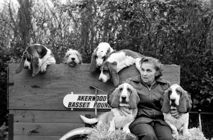 Framed Print : Mrs. Joan Walker and Dogs: Mrs. Joan Walker of Reading has got a record at Cruft