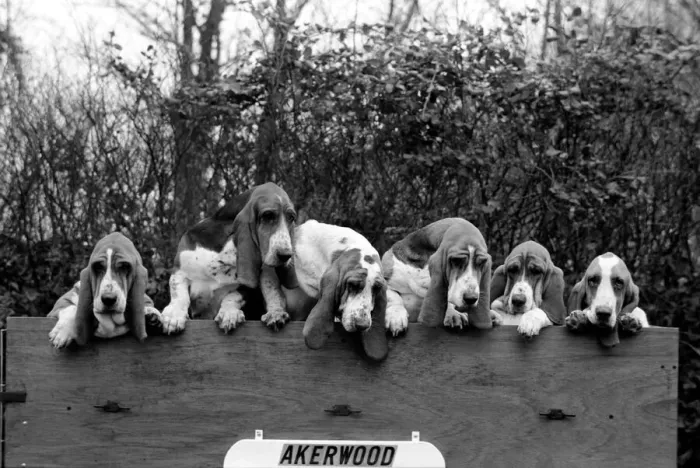 Framed Print : Mrs. Joan Walker and Dogs: Mrs. Joan Walker of Reading has got a record at Cruft Framed Print : Mrs. Joan Walker and Dogs: Mrs. Joan Walker of Reading has got a record at Cruft