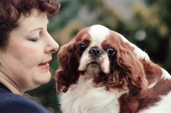 Framed Print : Mrs Julia Huggins with King Charles Spaniel, Theron, who is the living breed record Framed Print : Mrs Julia Huggins with King Charles Spaniel, Theron, who is the living breed record