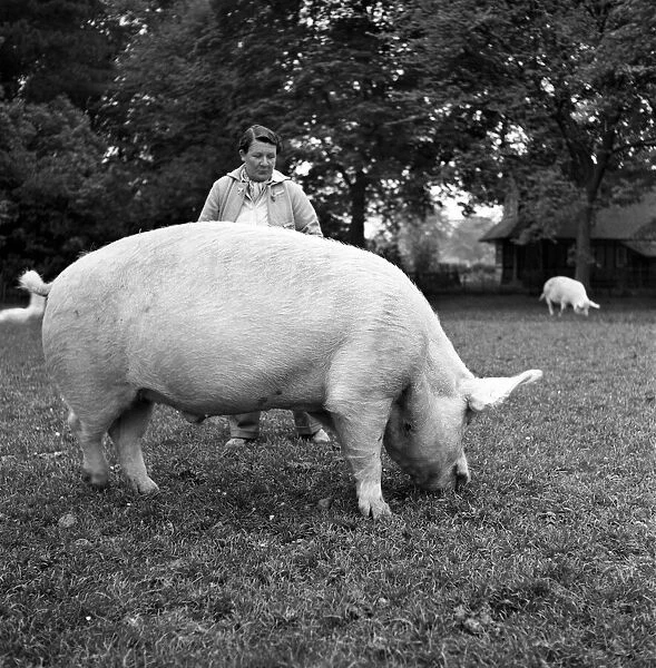 Mrs. Moss a livestock farmer seen here on the farm with her pigs. 1954