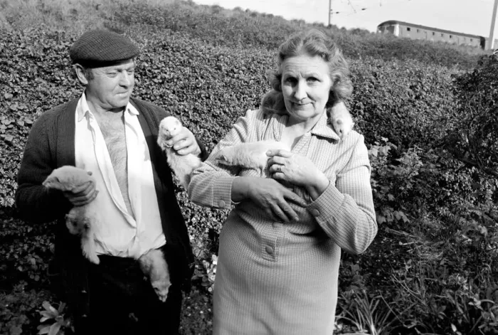 Framed Print : Mrs Queenie Robinson pictured with her husband her pet Ferrets. May 1975