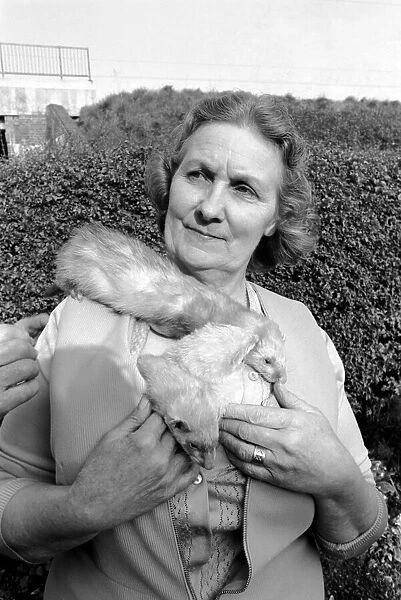 Mrs Queenie Robinson pictured with her pet Ferrets. May 1975