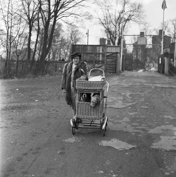Framed Print : Mrs Robina Jenkins of Piersfield Place, Cardiff, seen here taking her dogs Pedro