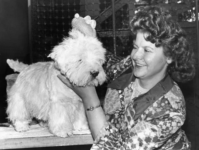 Framed Print : Mrs. S. Wright of Sacriston, Co. Durham seen grooming her West Highland Terrier Framed Print : Mrs. S. Wright of Sacriston, Co. Durham seen grooming her West Highland Terrier