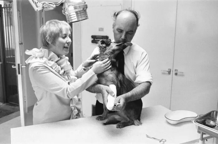 Framed Print : Mrs Sindy Bell seen here helping vet Robert White during the opening of a new wing by