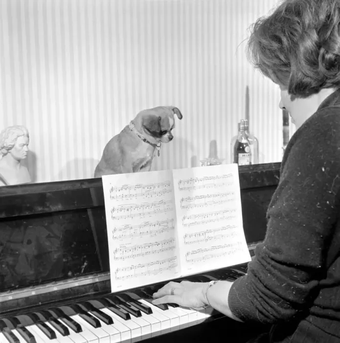 Framed Print : Mrs Taylor playing the piano with her pet dog Neddy'. 1965 Framed Print : Mrs Taylor playing the piano with her pet dog Neddy'. 1965