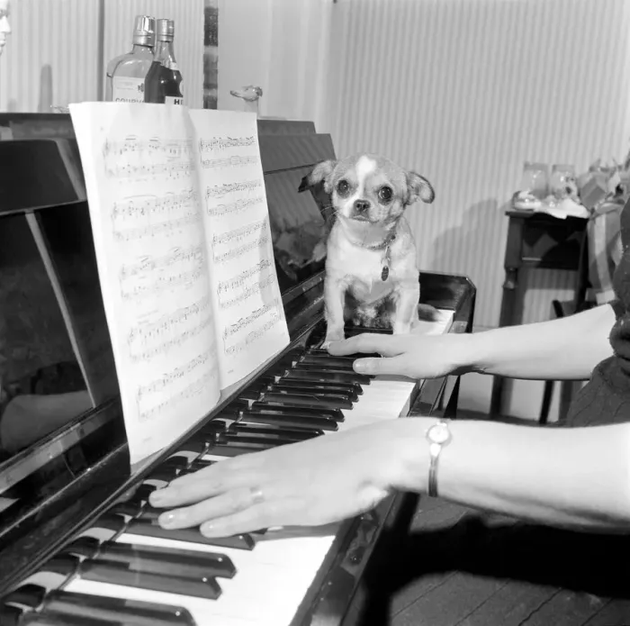 Framed Print : Mrs Taylor playing the piano with her pet dog Neddy'. 1965 Framed Print : Mrs Taylor playing the piano with her pet dog Neddy'. 1965