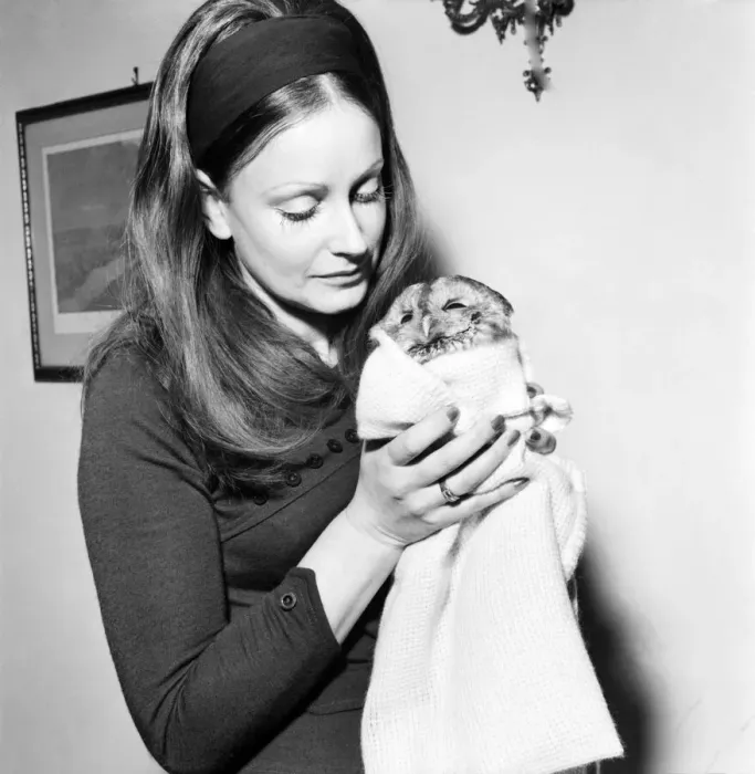 Framed Print : Mrs. Valerie Davies who is caring for Fred'the injured Owl January 1971