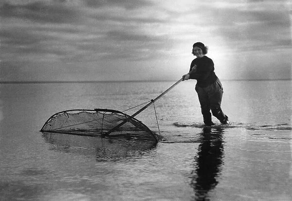 Mrs Wilkinson a hardy fisherwoman, pushing her shrimping net through the sea