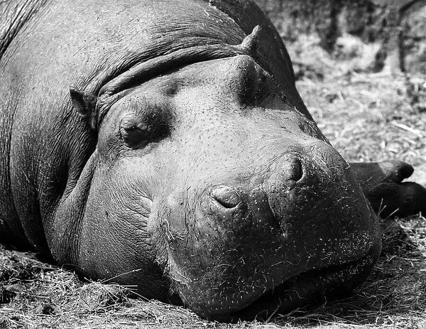 A muddy hippo wallows away the lazy hours at Chester Zoo. August 1974 P011691