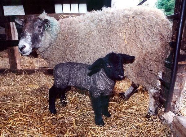A mule ewe with an adopted Suffolk Lamb at Kirkley Hall