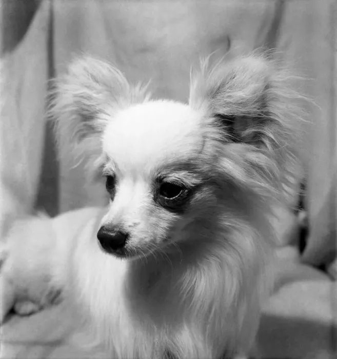 Framed Print : Multi-coloured pets made fashionable by Marie Antoinette of France were on show
