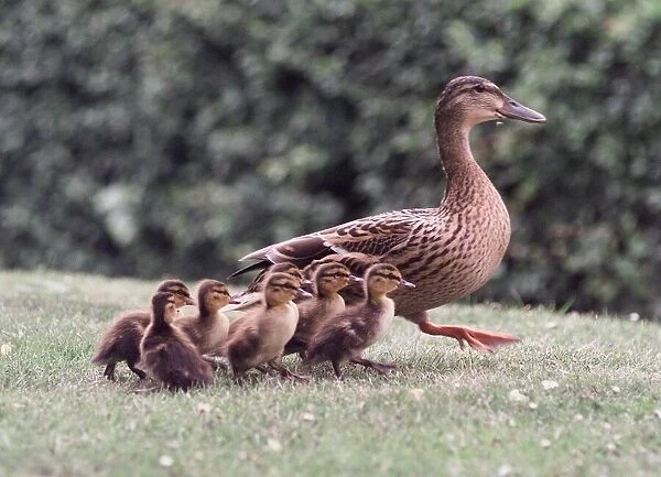Back with mum the ducklings with Doris on their way to the local stream in Bournville