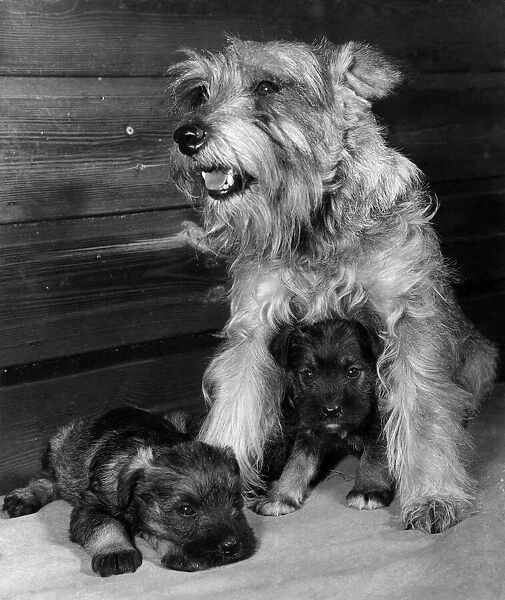 Mummy, Champion Terrier Dondeau Haphazard with her puppies at home. March 1959 P007390