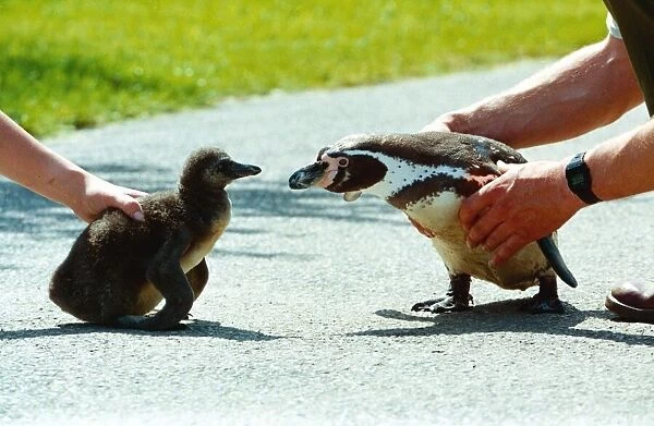 Mummy penguin and her baby Oddbodlet May 1992 A©Mirrorpix