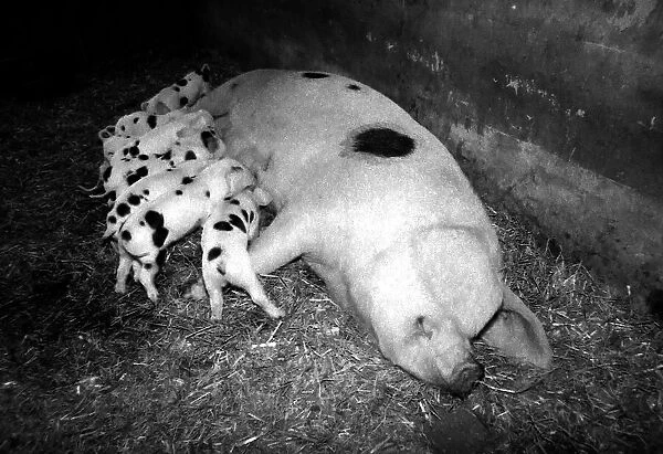 Muriel the Moses Gloucester Old Spot Sow - the proud mother of eleven piglets - at