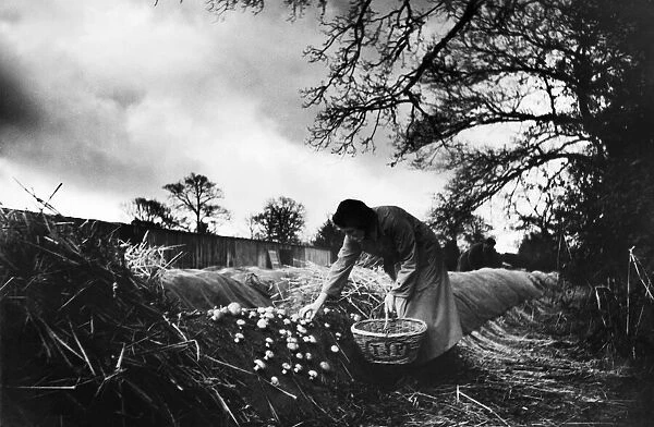 Mushroom farm at Longfield, Surrey. 28th March 1935