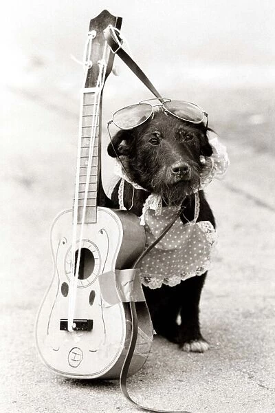 Musical Dog A Small black dog wearing clothes with a guitar around his neck