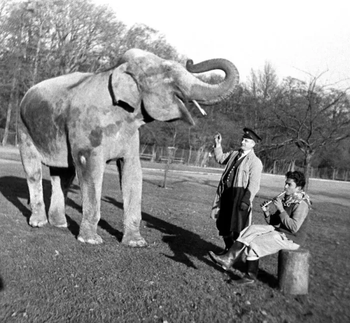 Framed Print : Musical elephant at Whipsnade Zoo December 1951 Framed Print : Musical elephant at Whipsnade Zoo December 1951