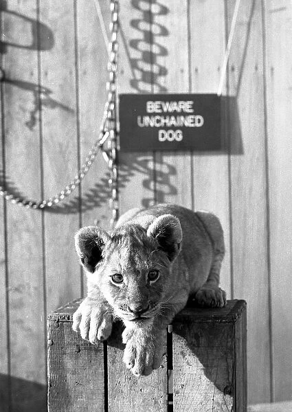 Mustapha the lion cub at Plymouth zoo, who has mistaken himself for a guard dog