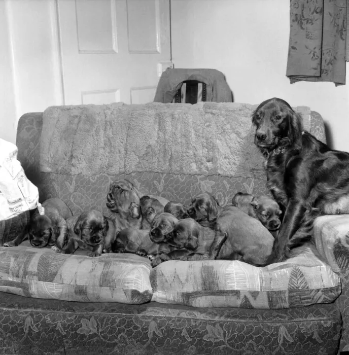 Framed Print : Myrtle'the Red Setter with her 14 pups. November 1969 Z11296