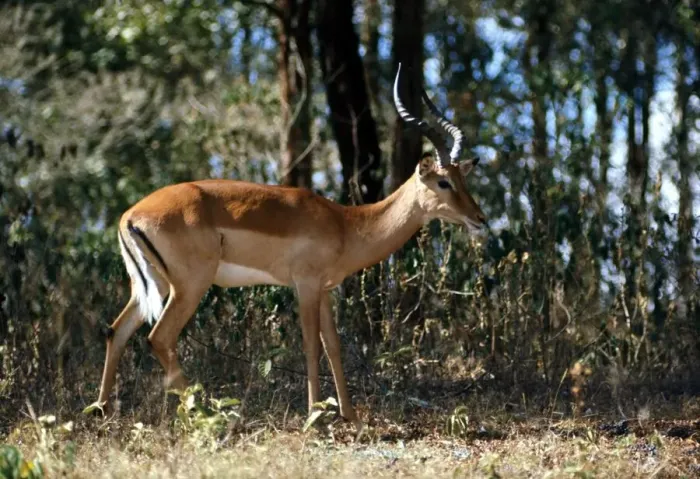 Framed Print : Nairobi Game Park in Kenya Gazelle February 1971