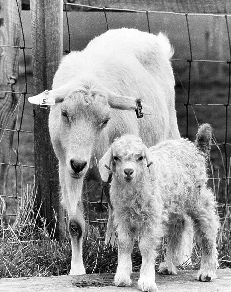 A nanny goat with her kid