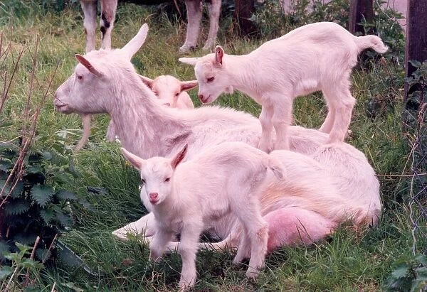 A nanny goat with three kids