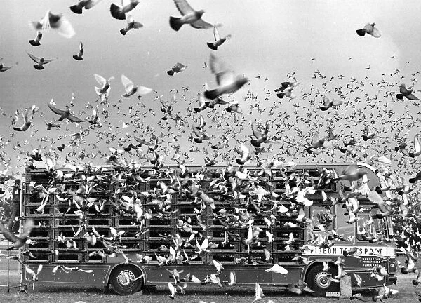 Nantes-Home pigeon race. 10, 578 pigeons released in Nantes