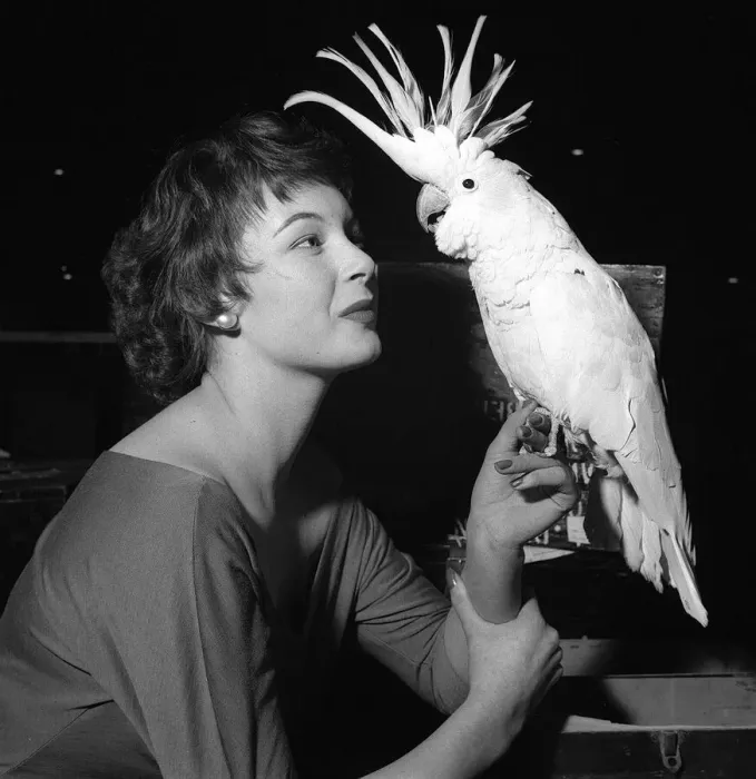 Framed Print : National Cage Bird Exhibition 1956 at Olympia Birds - Sulphur Crested Cockatoo