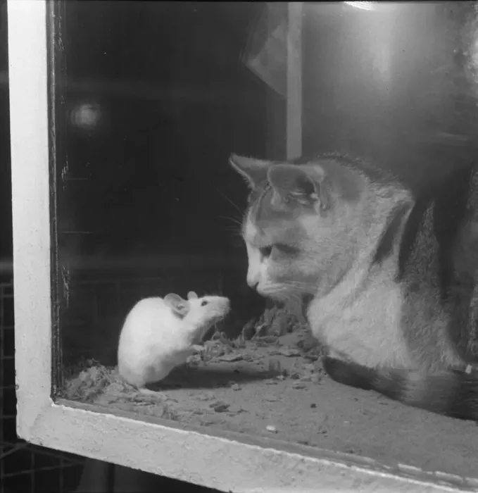 Framed Print : National Cage Bird Exhibition 1958 at Olympia The cat Framed Print : National Cage Bird Exhibition 1958 at Olympia The cat