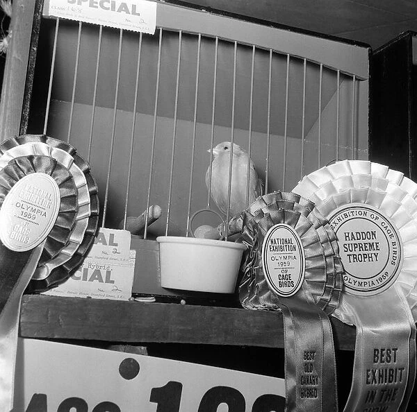 National Cage Bird Exhibition 1959 This Hybrid had awards for