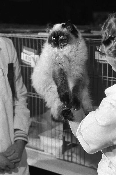 The National Cat Club Championship Show 1978
