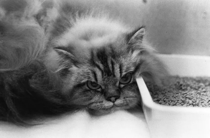 Framed Print : The National Cat Club Championship Show 1984 at Olympia A©Mirrorpix Framed Print : The National Cat Club Championship Show 1984 at Olympia A©Mirrorpix