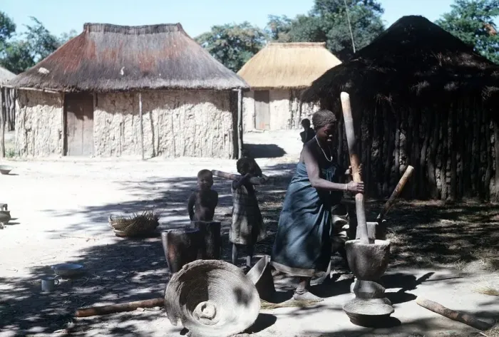 Framed Print : native woman pounding manioc in luando at the game reserve in central Angola Framed Print : native woman pounding manioc in luando at the game reserve in central Angola