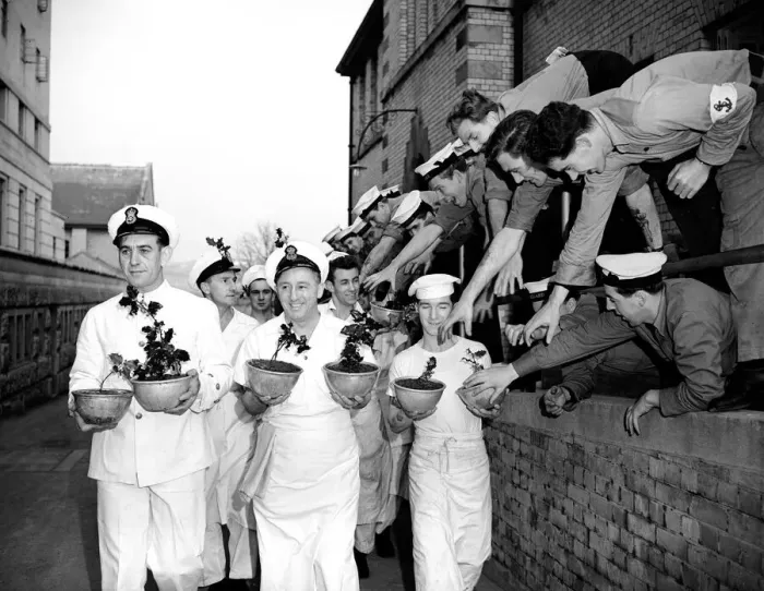 Framed Print : Navy cooks with Christmas puddings. 23rd November 1956 Local Caption Framed Print : Navy cooks with Christmas puddings. 23rd November 1956 Local Caption